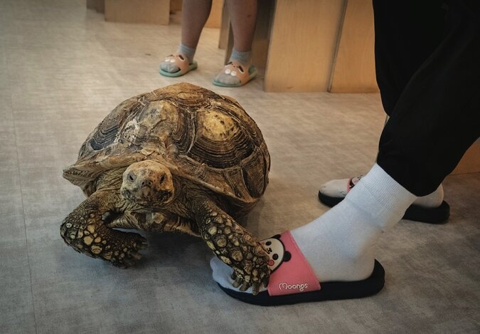 ca phe thu cung anh 5