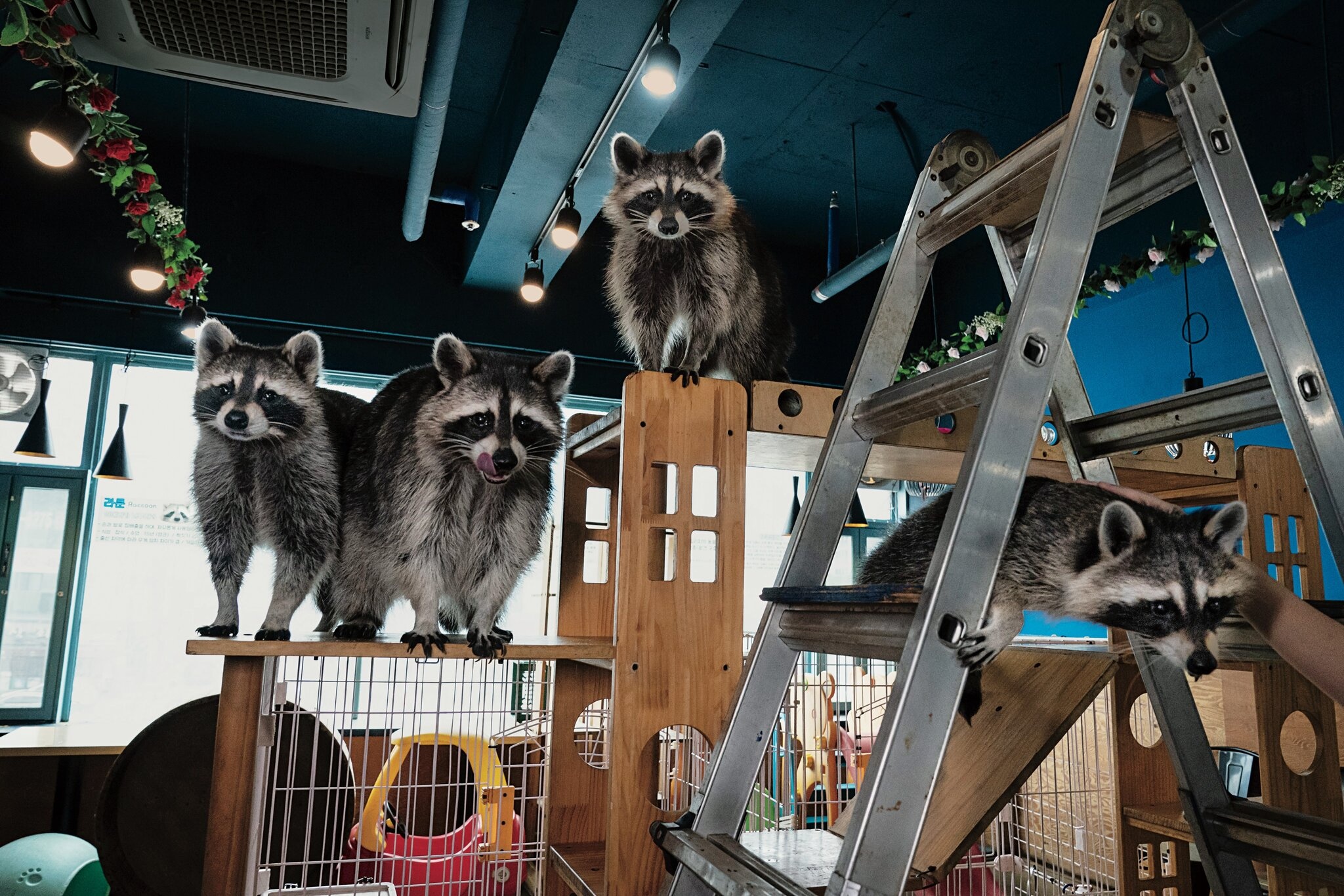 ca phe thu cung anh 1