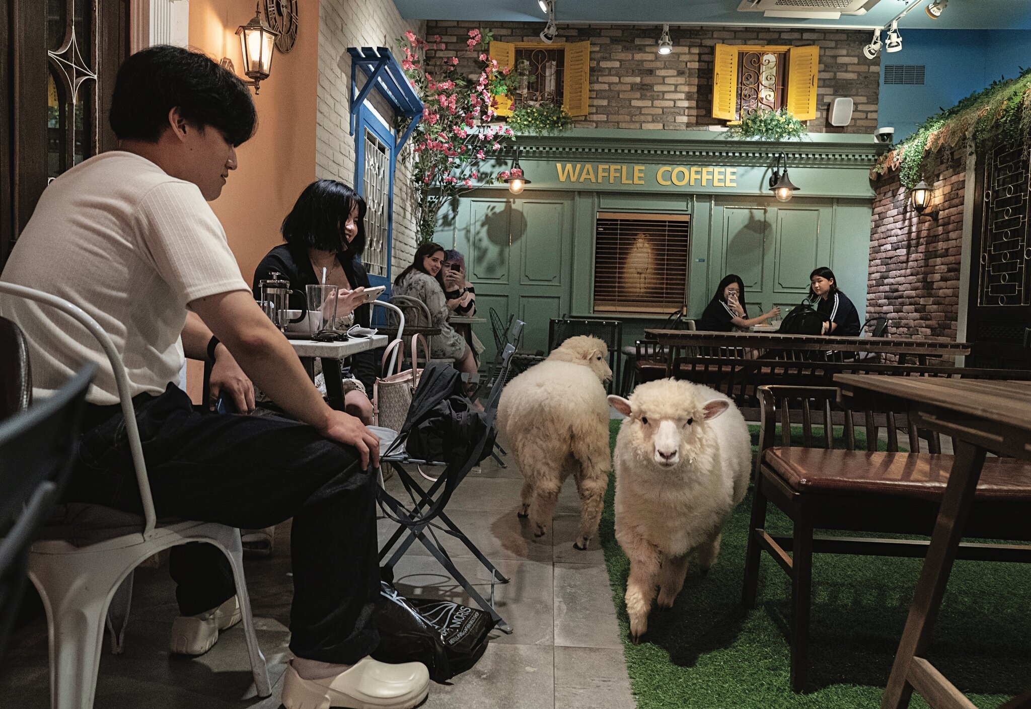 ca phe thu cung anh 4