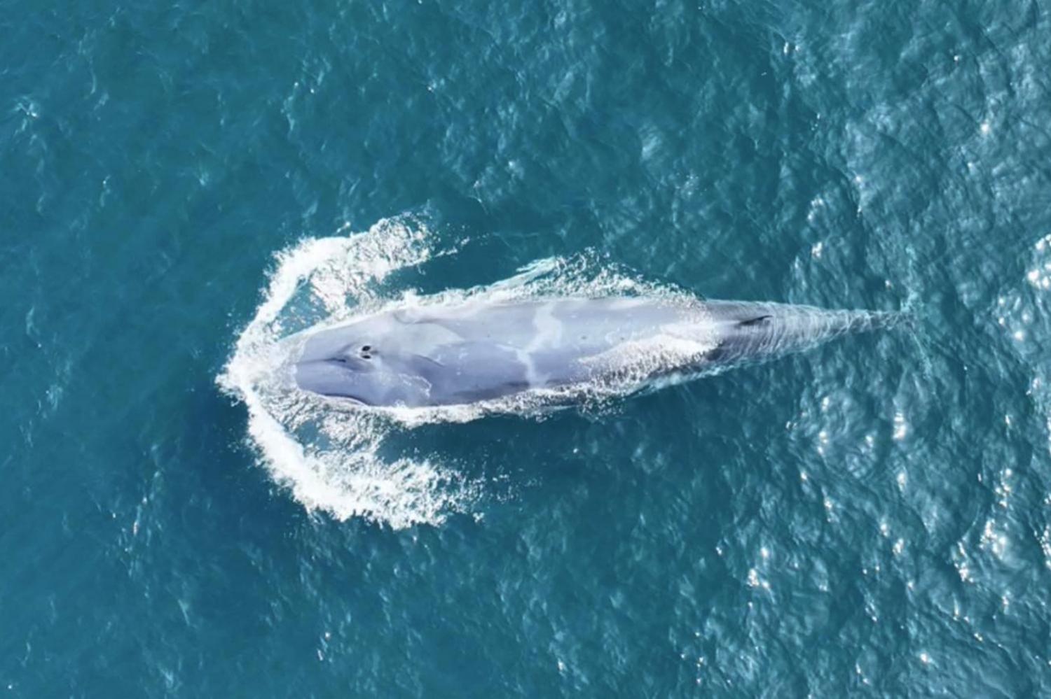 Chuyen gia Thai Lan phat hien 4 con ca voi bi an nhat hanh tinh hinh anh