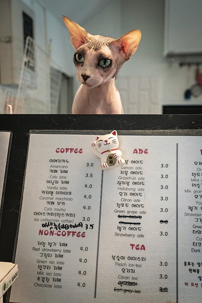 ca phe thu cung anh 6