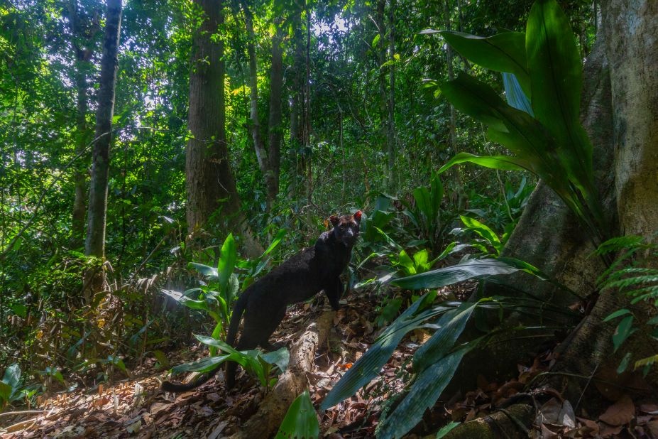 buc anh trieu do anh 6