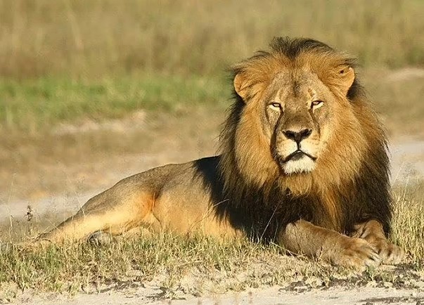 Mat mang vi nhay vao chuong su tu de selfie hinh anh