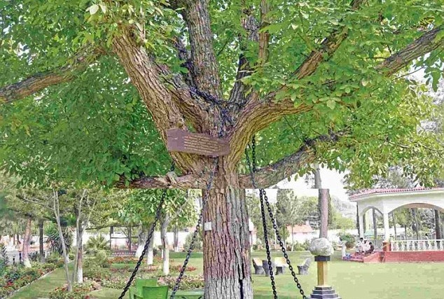 Cay da bi bat hon 100 nam hinh anh