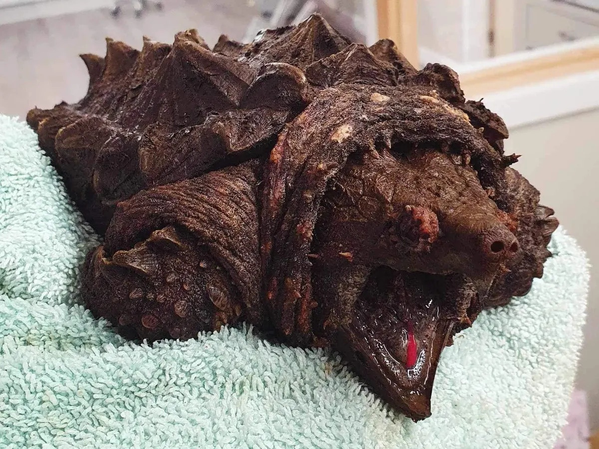 Rua giong khung long xuat hien o Anh hinh anh