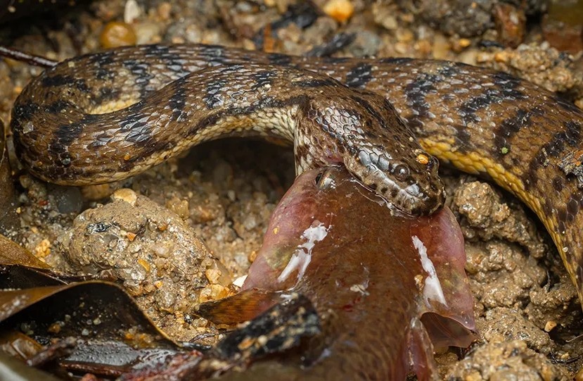 phát hiện ảnh 3 phat hien anh 3