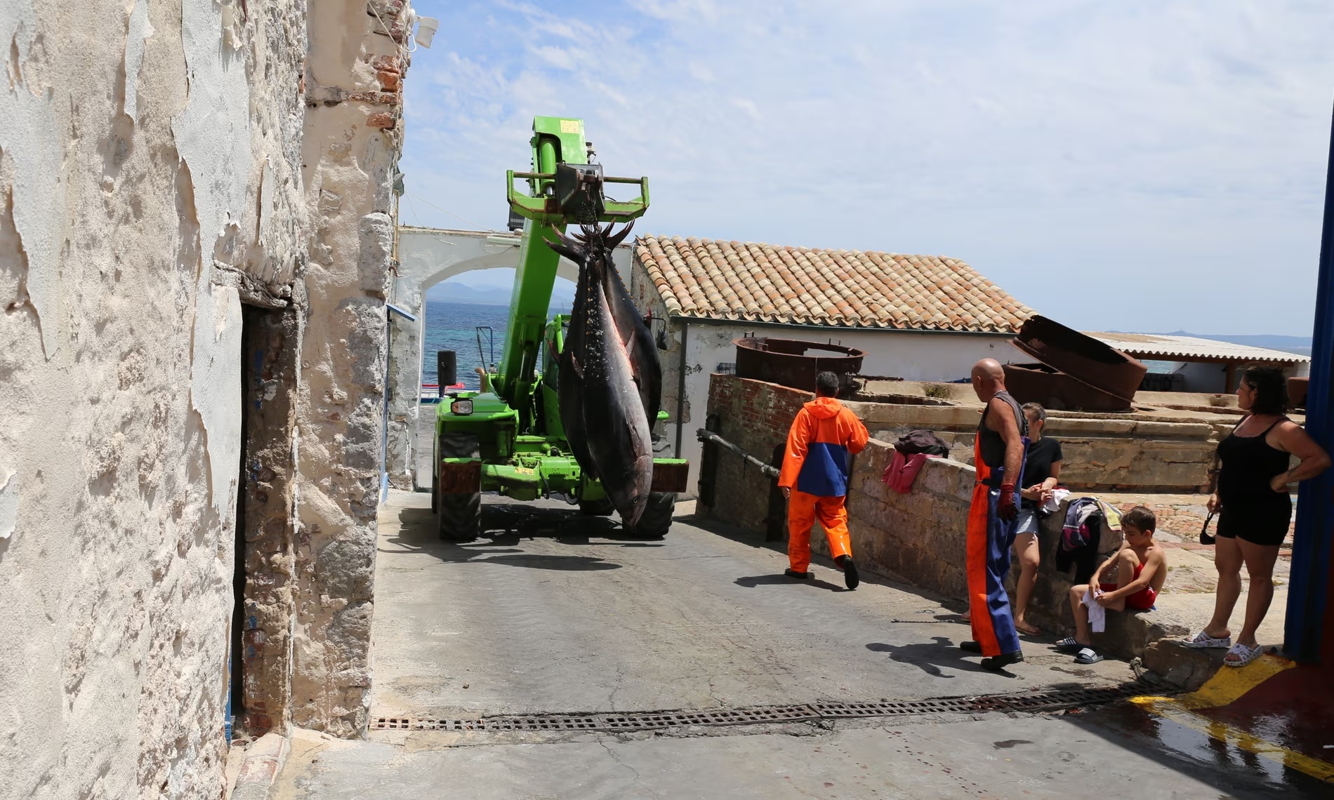 đánh bắt cá ngừ ảnh 5 danh bat ca ngu anh 5