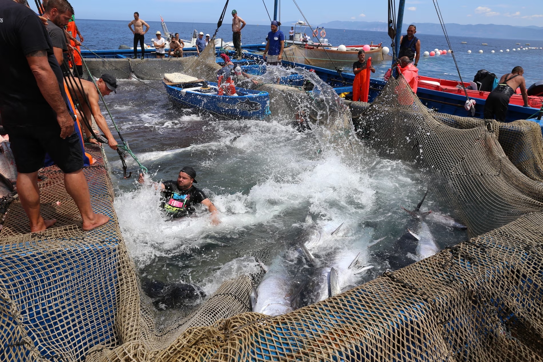 đánh bắt cá ngừ ảnh 2 danh bat ca ngu anh 2