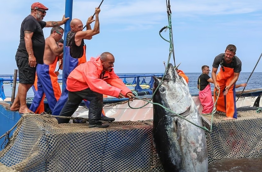 Dang sau su dan bien mat cua 'khoang tu than' o Italy hinh anh