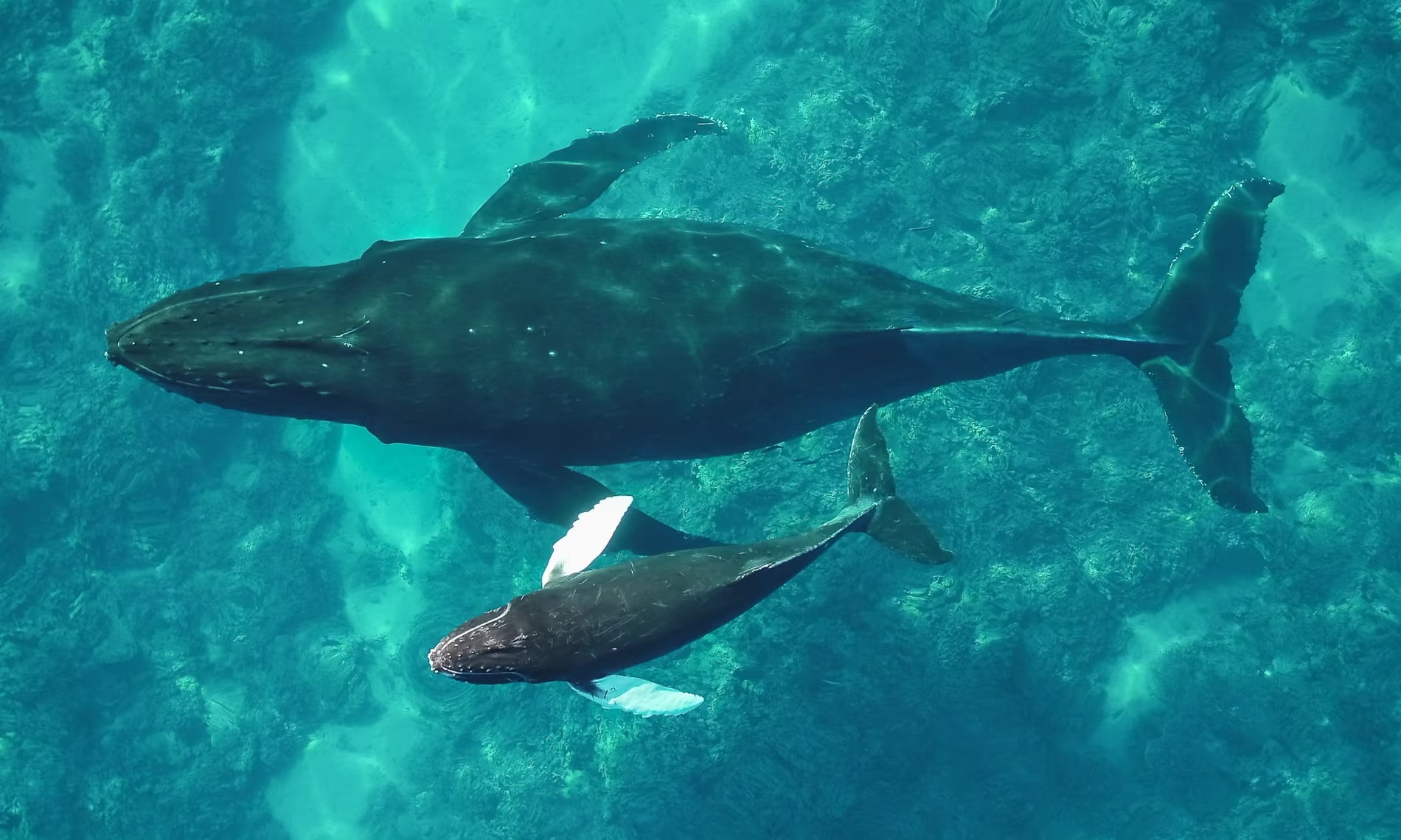 ca voi lung gu anh 2