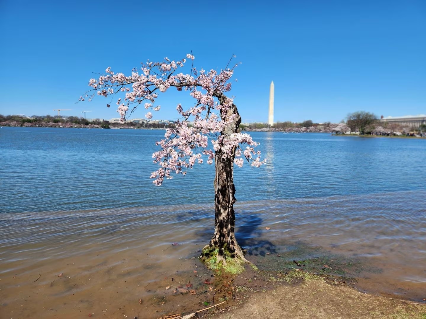 Cay anh dao Stumpy gay sot se bi don ha hinh anh