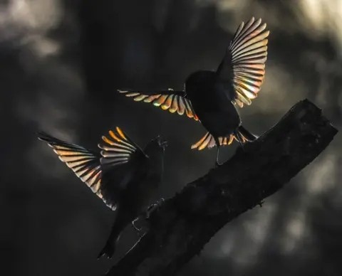 bức ảnh ảnh 1 buc anh anh 1