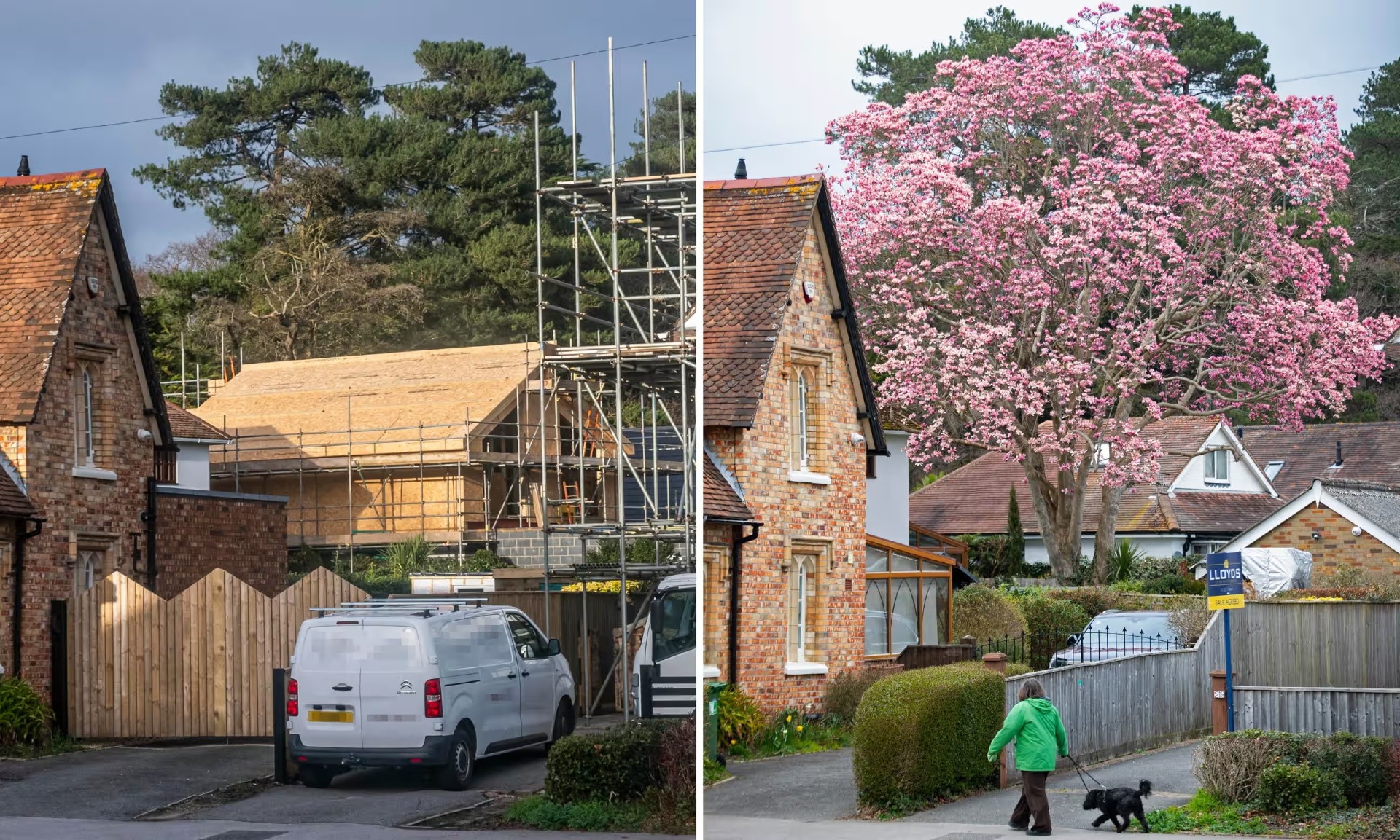 Cay moc lan ‘cao nhat nuoc Anh’ da bi don ha hinh anh