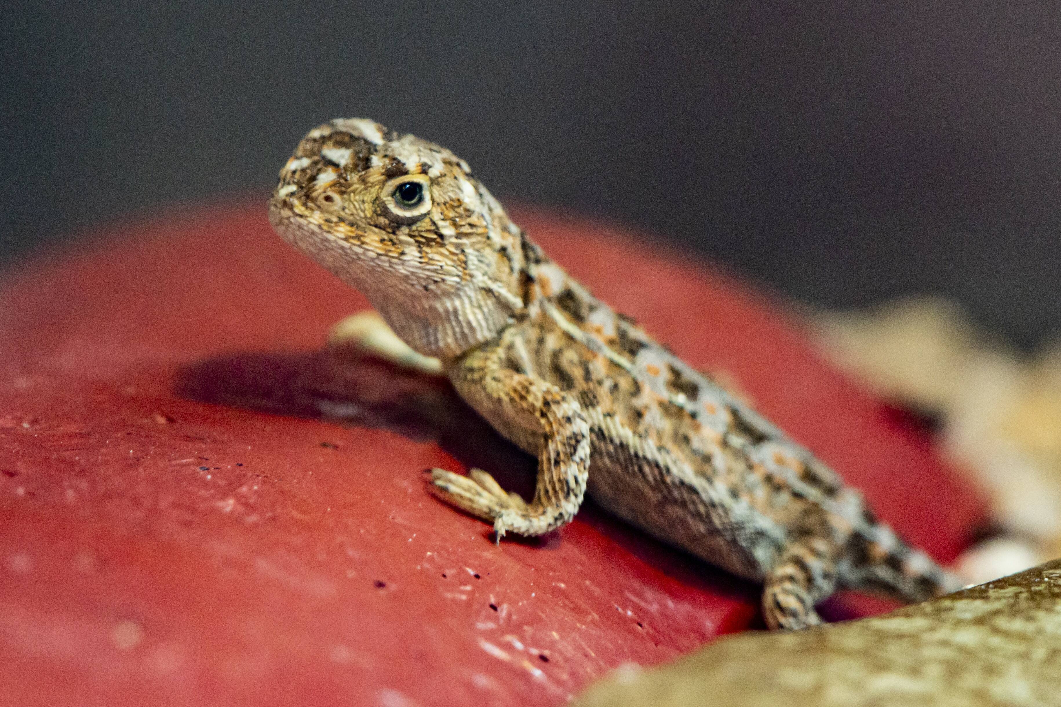 Australia phat hoang vi chi con dem duoc 11 con rong khong tai hinh anh