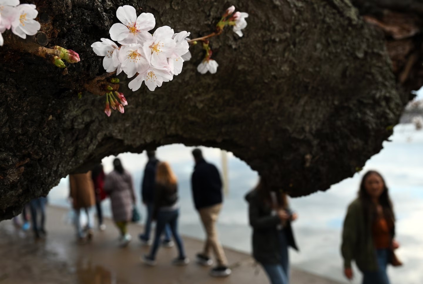 Stumpy ảnh 7 Stumpy anh 7