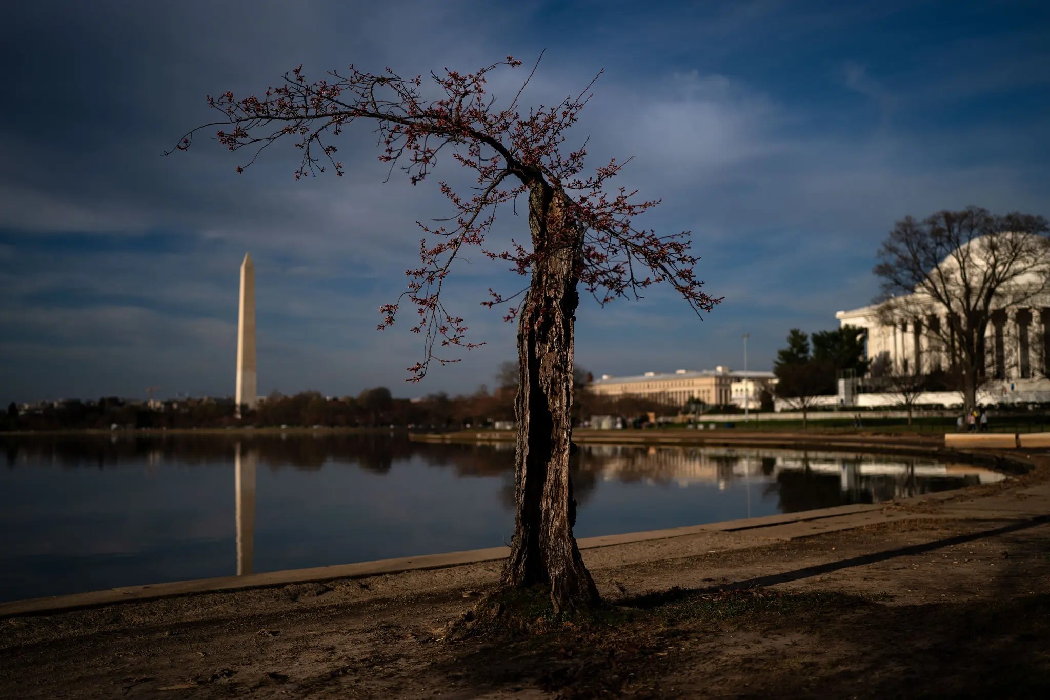 Stumpy ảnh 15 Stumpy anh 15