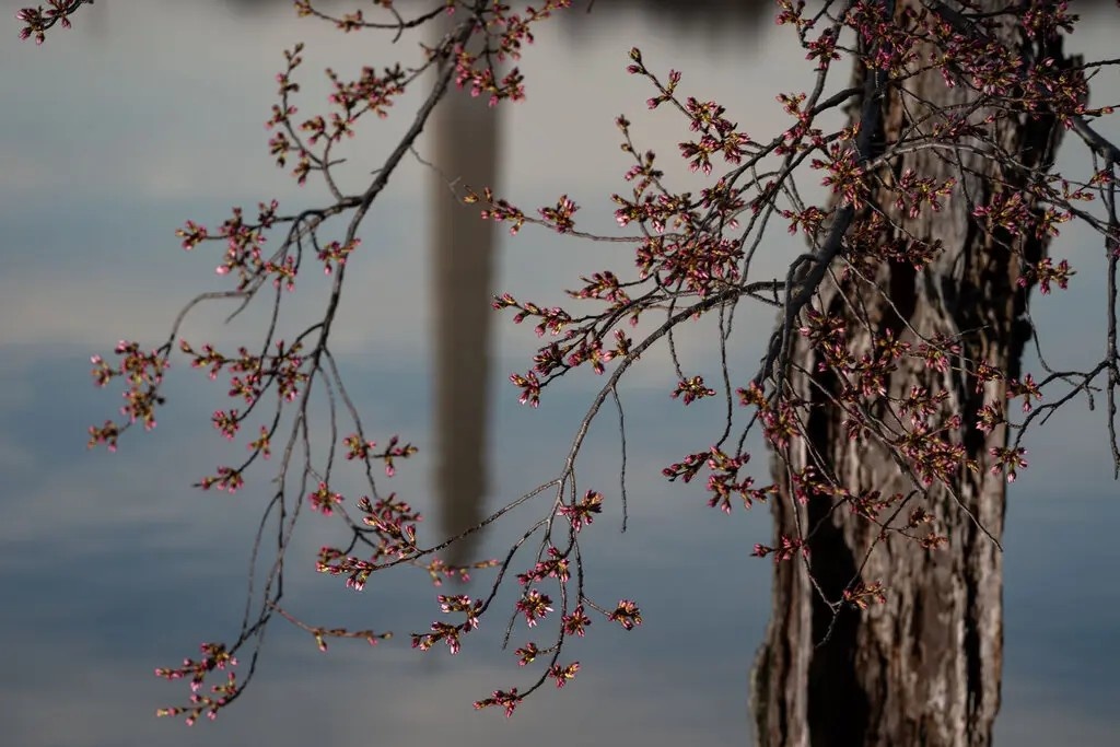 Stumpy ảnh 19 Stumpy anh 19