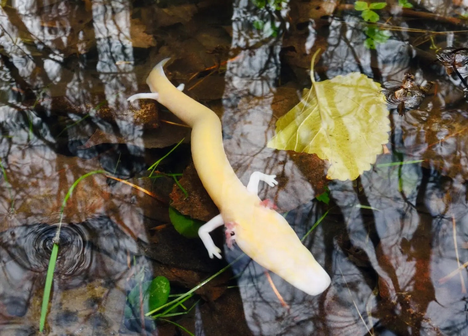 Phat hien gay kinh ngac ve 'rong con' hang sau hinh anh