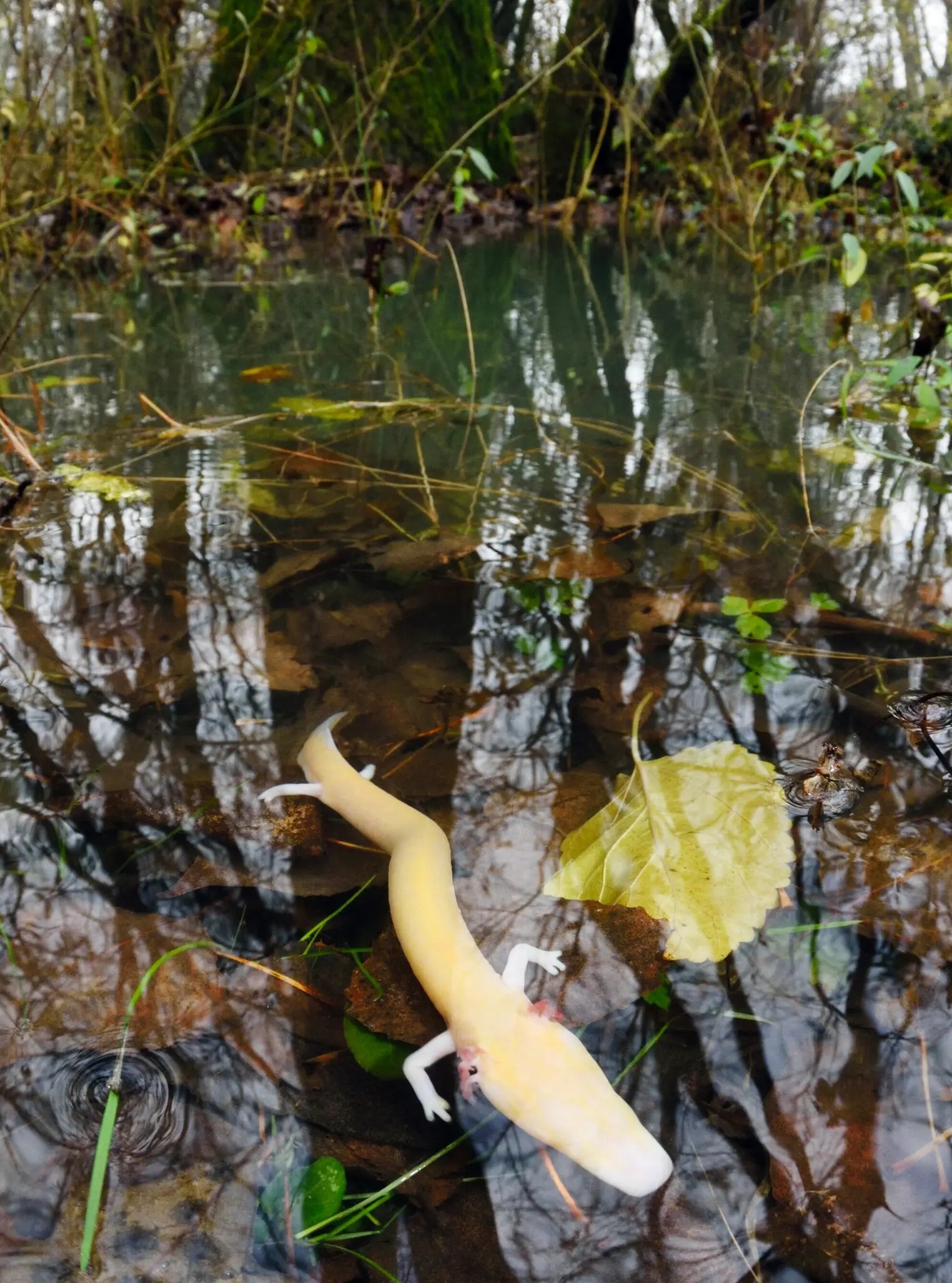 ky nhong hang mu anh 1