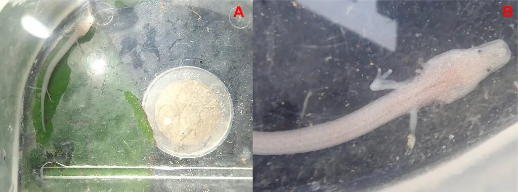 ky nhong hang mu anh 3