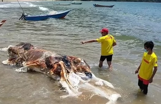 Sinh vat khong lo bi an dat vao bo bien hinh anh