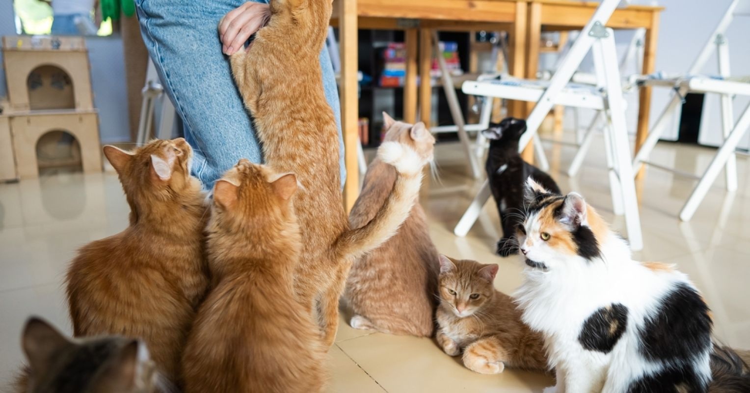 hoi chung Noah anh 2