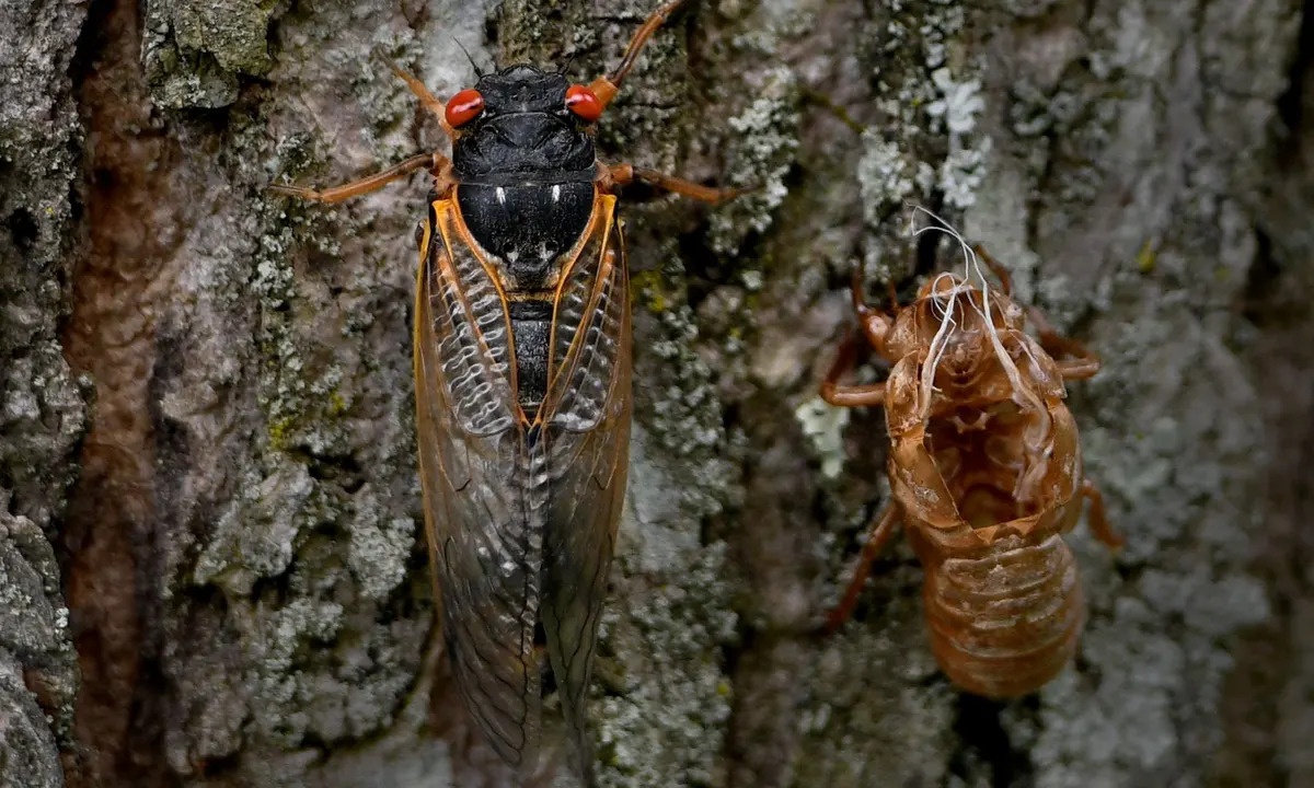 ve sau xuat hien anh 2