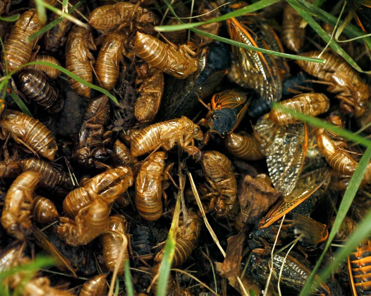 ve sau xuat hien anh 4