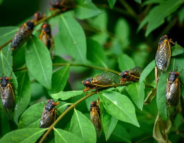 ve sau xuat hien anh 1