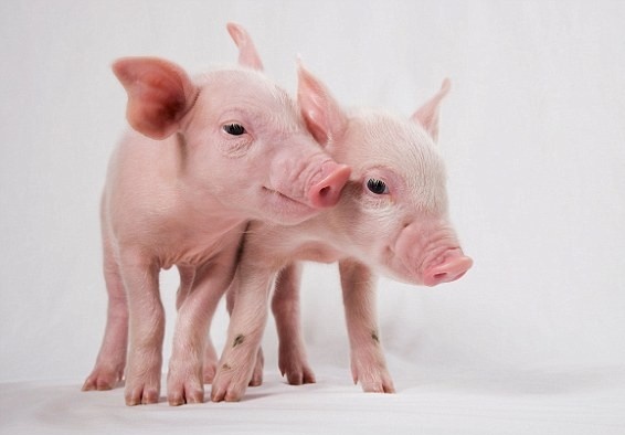 Hai con heo thu cung bi giet mo nham hinh anh