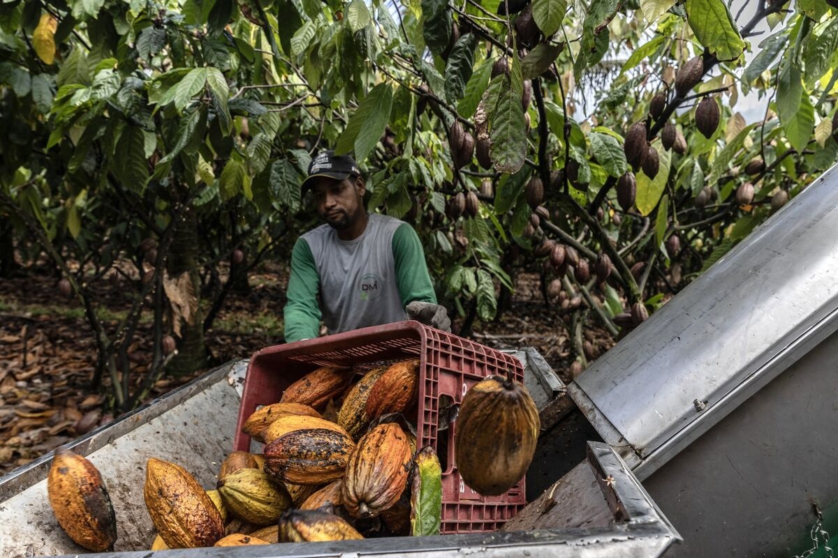 gia cacao tang anh 3