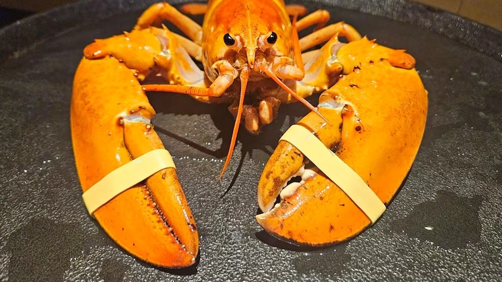 Phat hien tom hum la trong lo hang o Red Lobster hinh anh