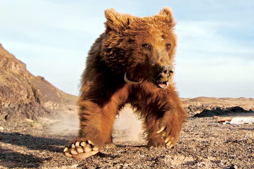 Lan dau tien phat hien gau Gobi tai Trung Quoc hinh anh