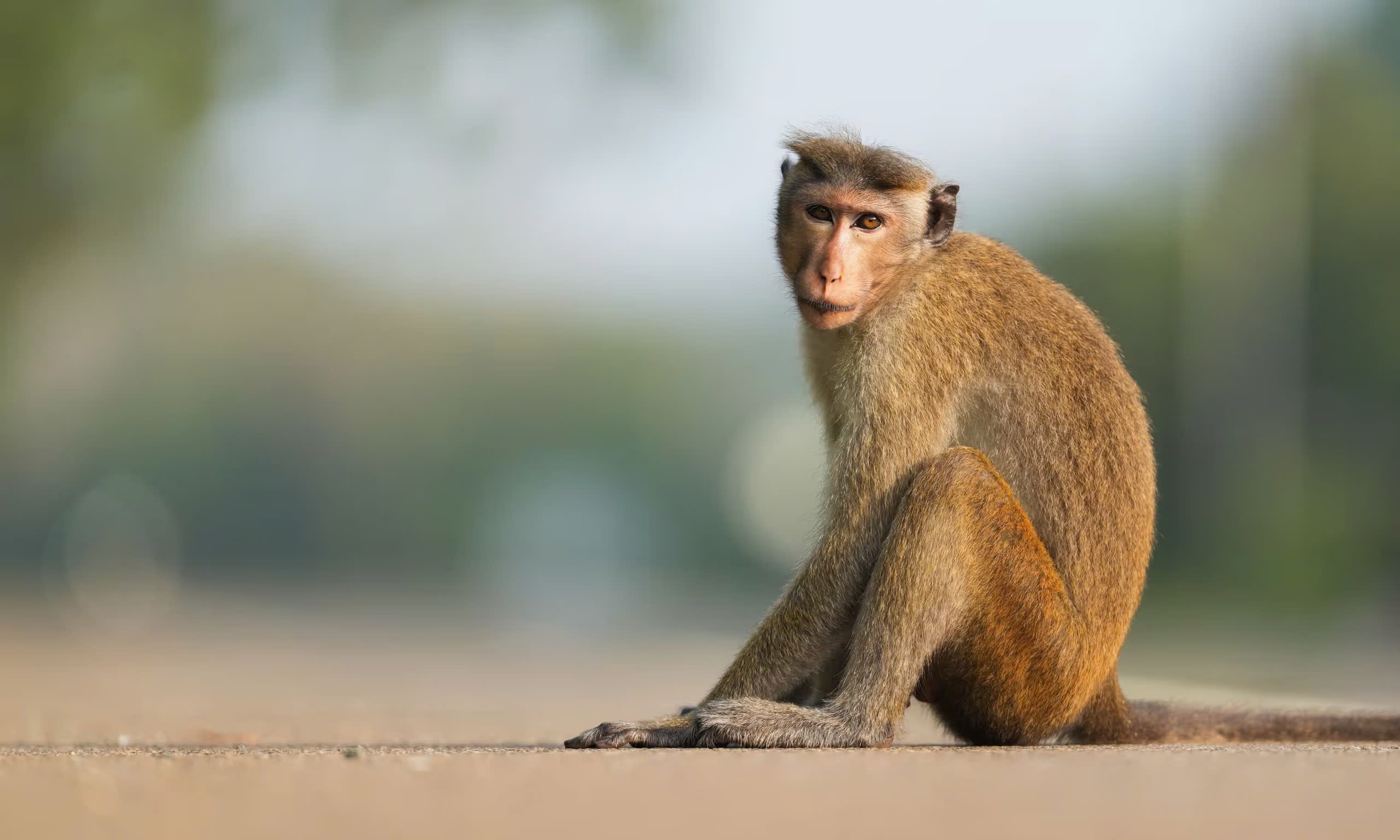 Sri Lanka mat dien toan quoc vi mot con khi hinh anh