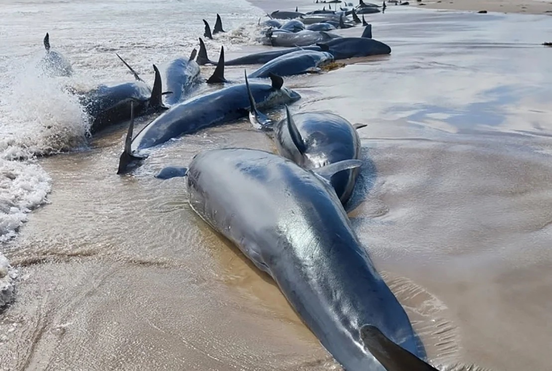 Quyet dinh an tu kho khan voi 90 con ca voi mac can hinh anh