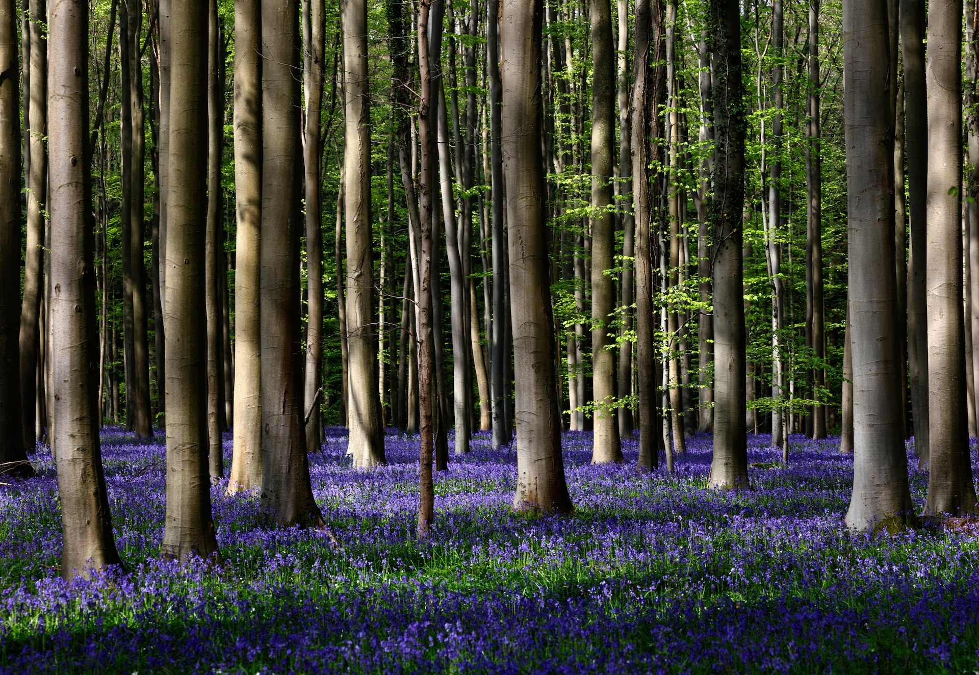 hinh anh ky quac anh 7