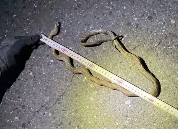 Tuyen tau ban ron nhat Nhat Ban te liet vi mot con ran hinh anh