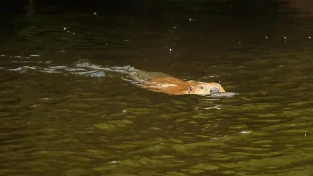 Loai vat tuyet chung 400 nam tai xuat trong tu nhien hinh anh