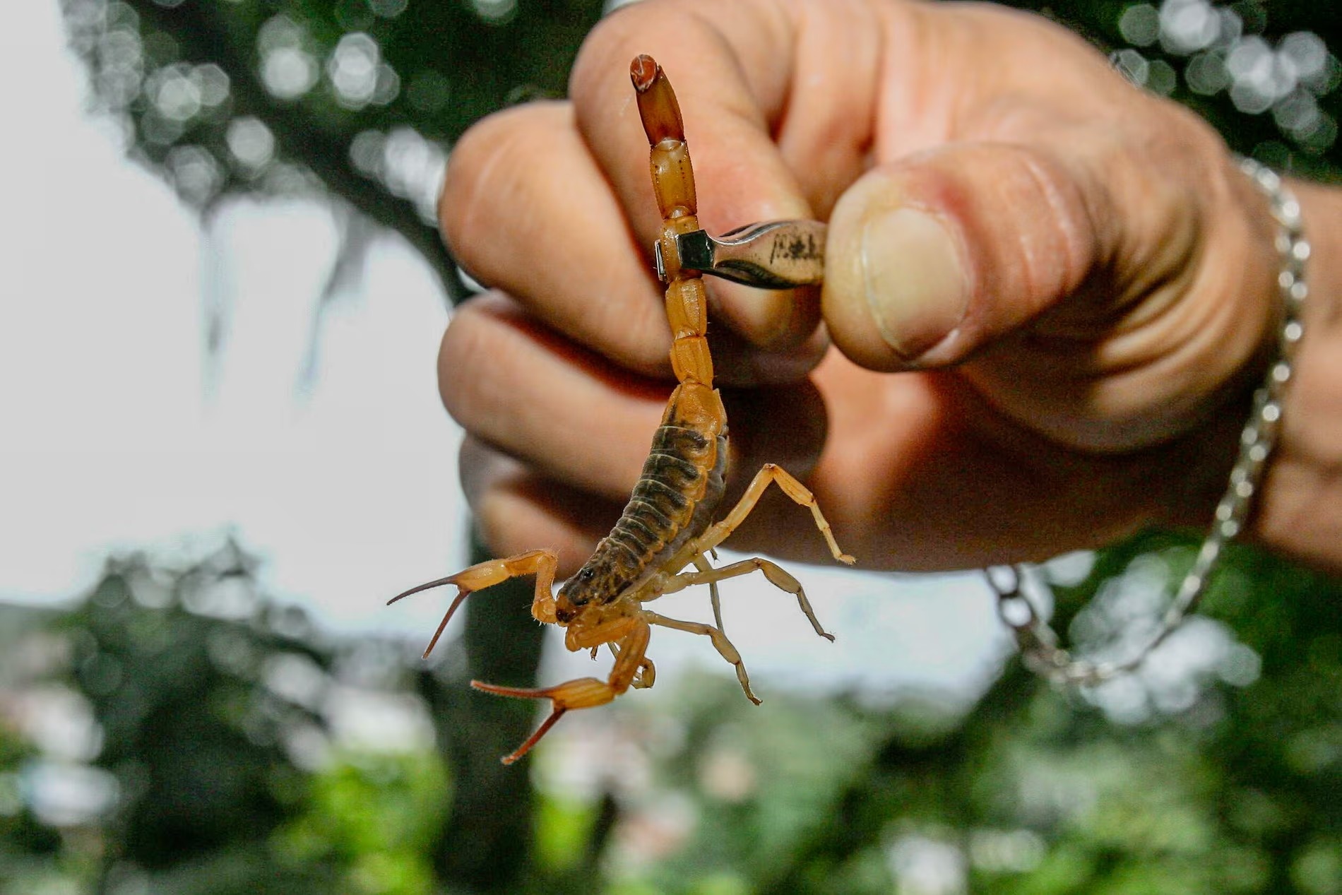 Bo cap 'xam chiem' nhieu thanh pho o Brazil hinh anh