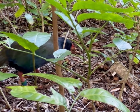 Canh tuong hiem co tai New Zealand hinh anh