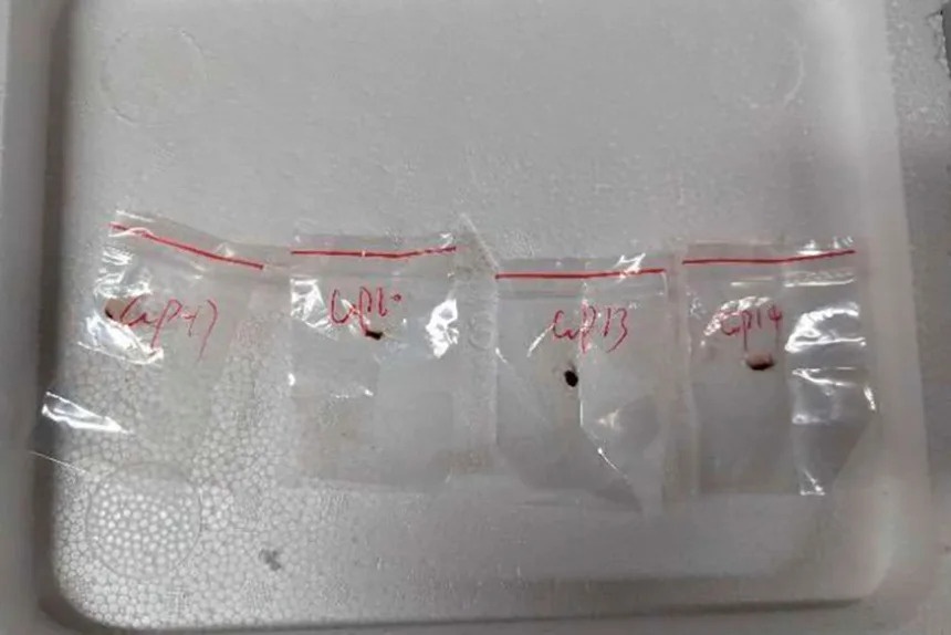 Hai nguoi Trung Quoc bi cao buoc dem 'mam benh khung bo' vao My hinh anh