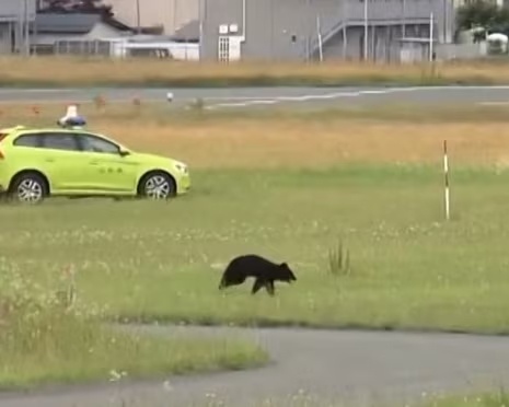 Gau xuat hien tren duong bang, san bay Nhat te liet nhieu gio hinh anh