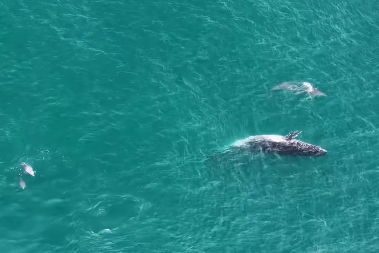 Canh tuong hiem co ve ca voi lung gu ngoai khoi Australia hinh anh