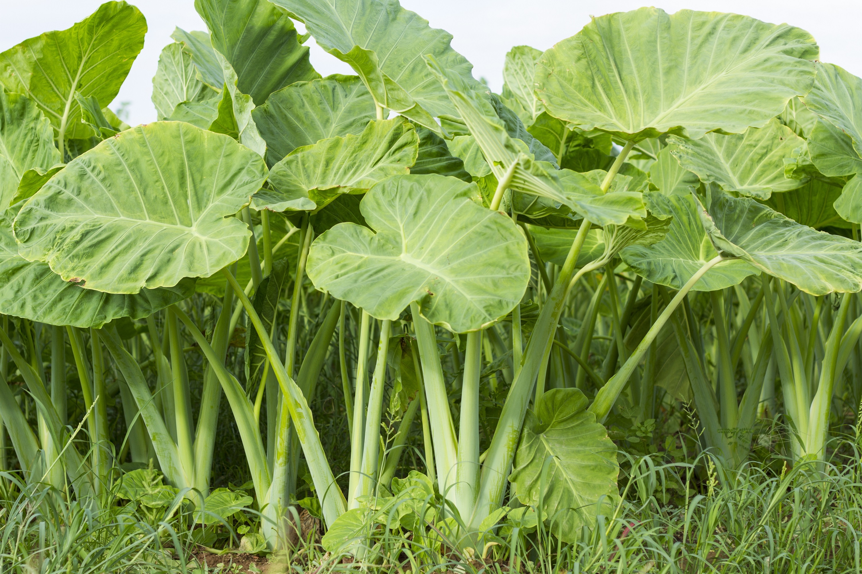 BVDK Tam Anh,  bac ha anh 1