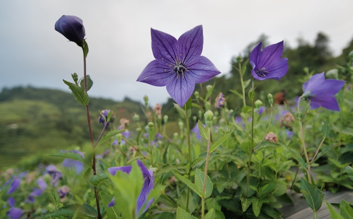 Ich Nhi,  siro ho cam anh 2