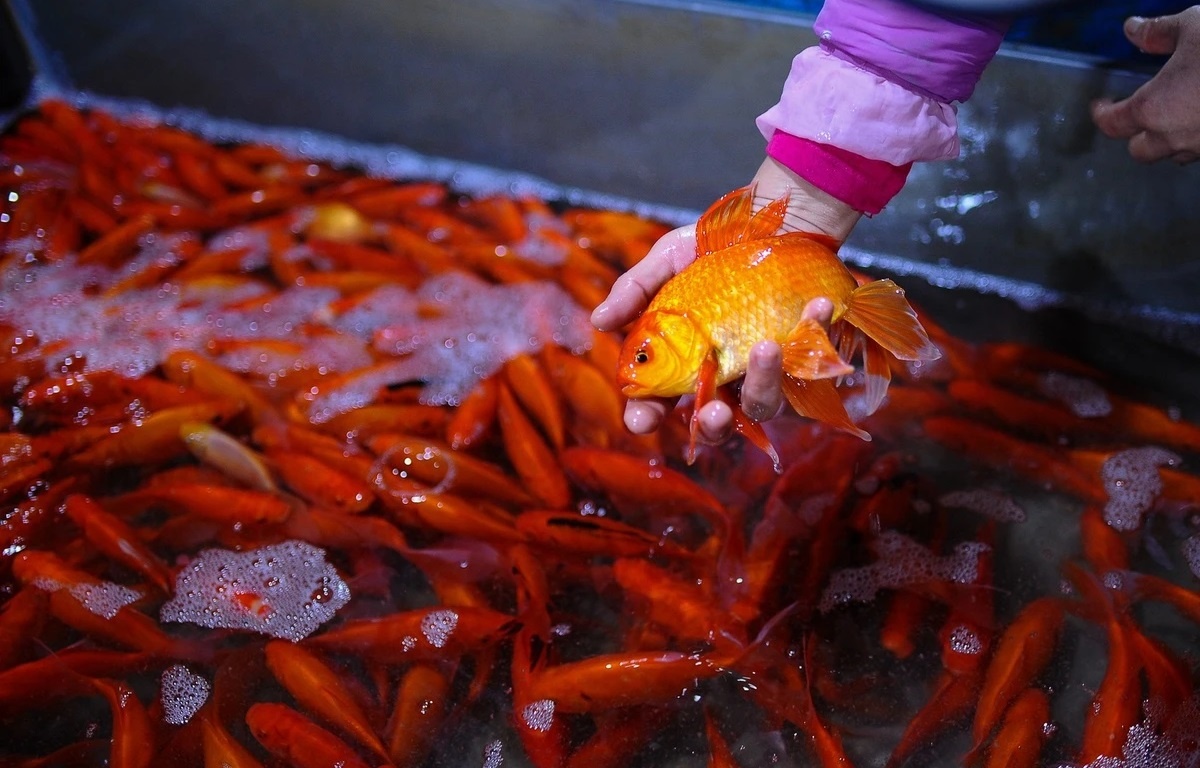 Knorr,  Tet dieu ky anh 4