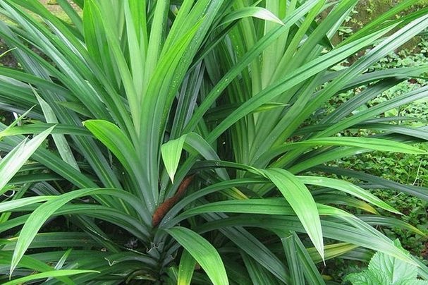 tác dụng của lá dứa ảnh 1 tac dung cua la dua anh 1