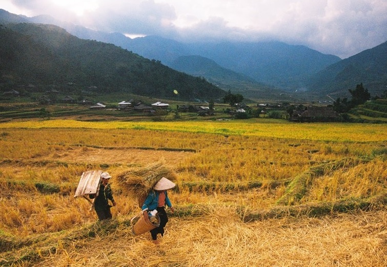 Mua lua chin vang tren mien cao Tu Le hinh anh