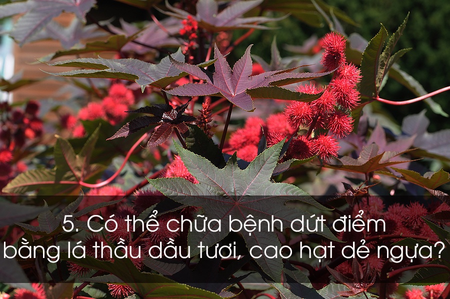 Cach chua benh tri anh 5