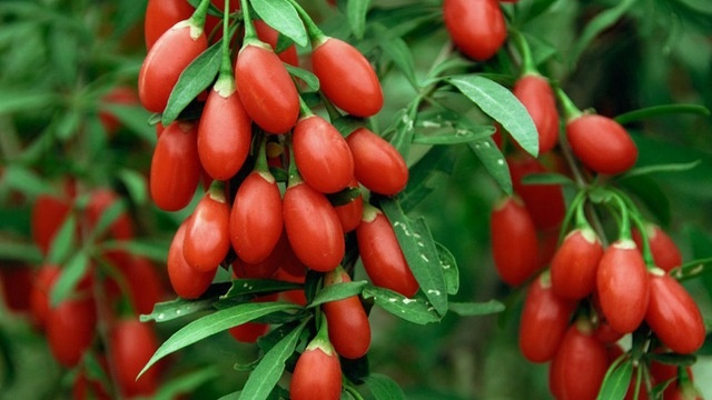 trai cay nhieu hoa chat anh 5